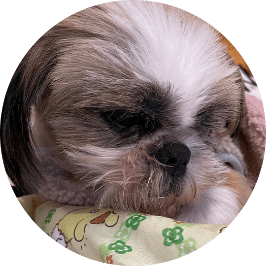 保護犬